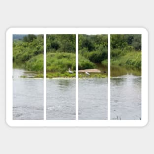 Lake with swans and ducks in the water. Relax in the nature. Sunny summer day in Poland. Sticker